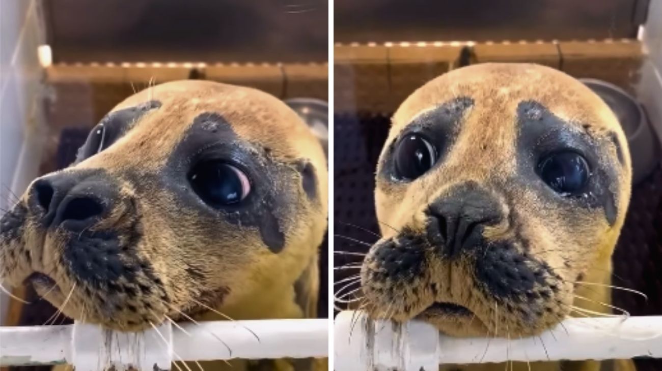 cucciolo-di-foca-occhi-dolcissimi