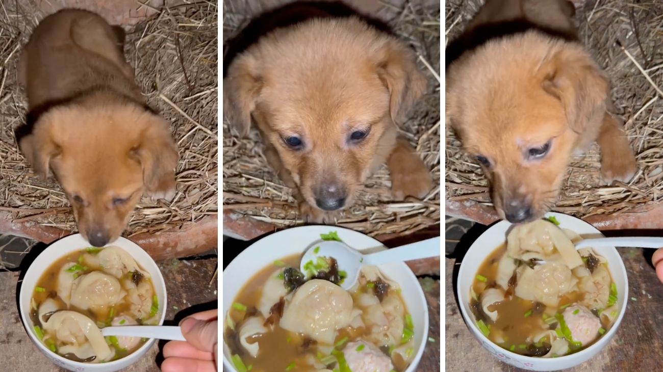 forum-cucciolo-di-golden-retriever-assaggia-i-ravioli-cinesi-per-la-prima-volta-la-sua-reazione-e-esilarante