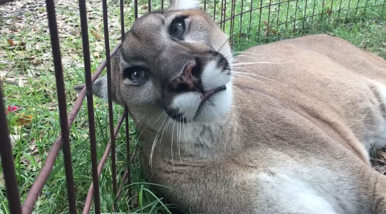 puma-miagola-fusa