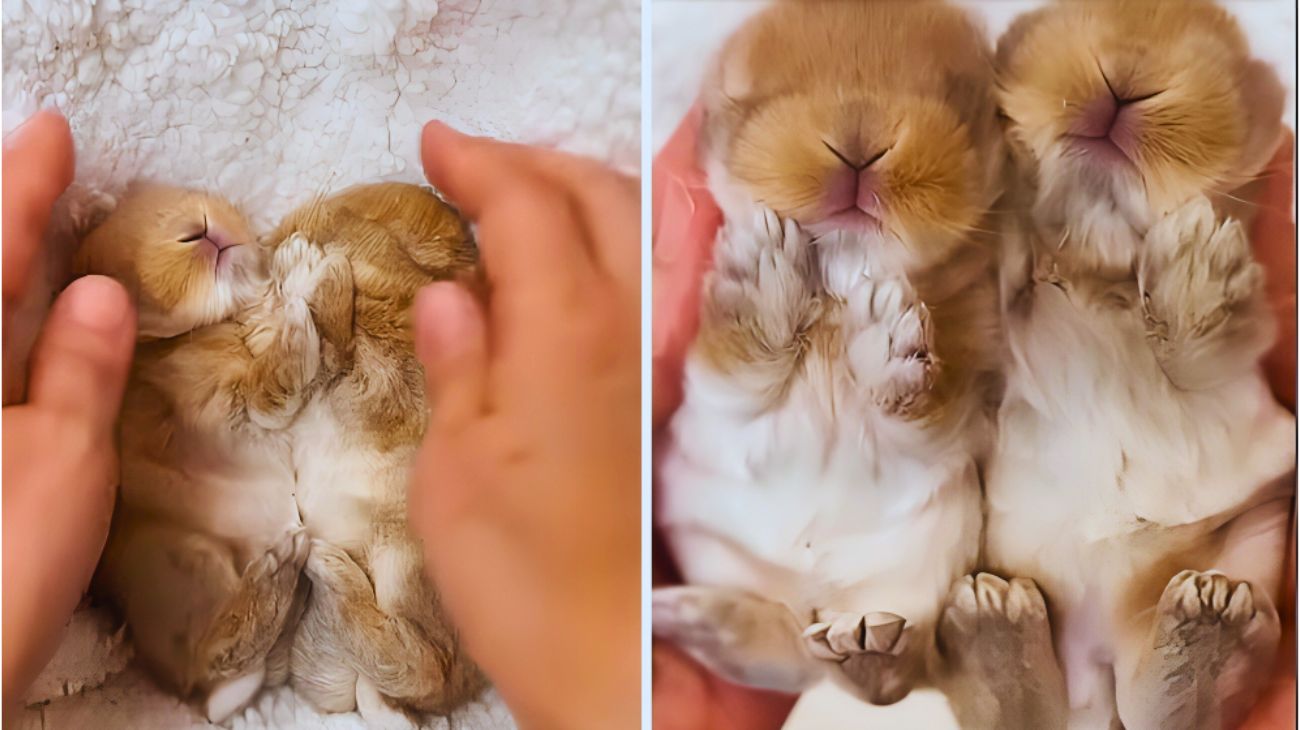 coniglietti-dolci-dormono-sul-letto-solleva