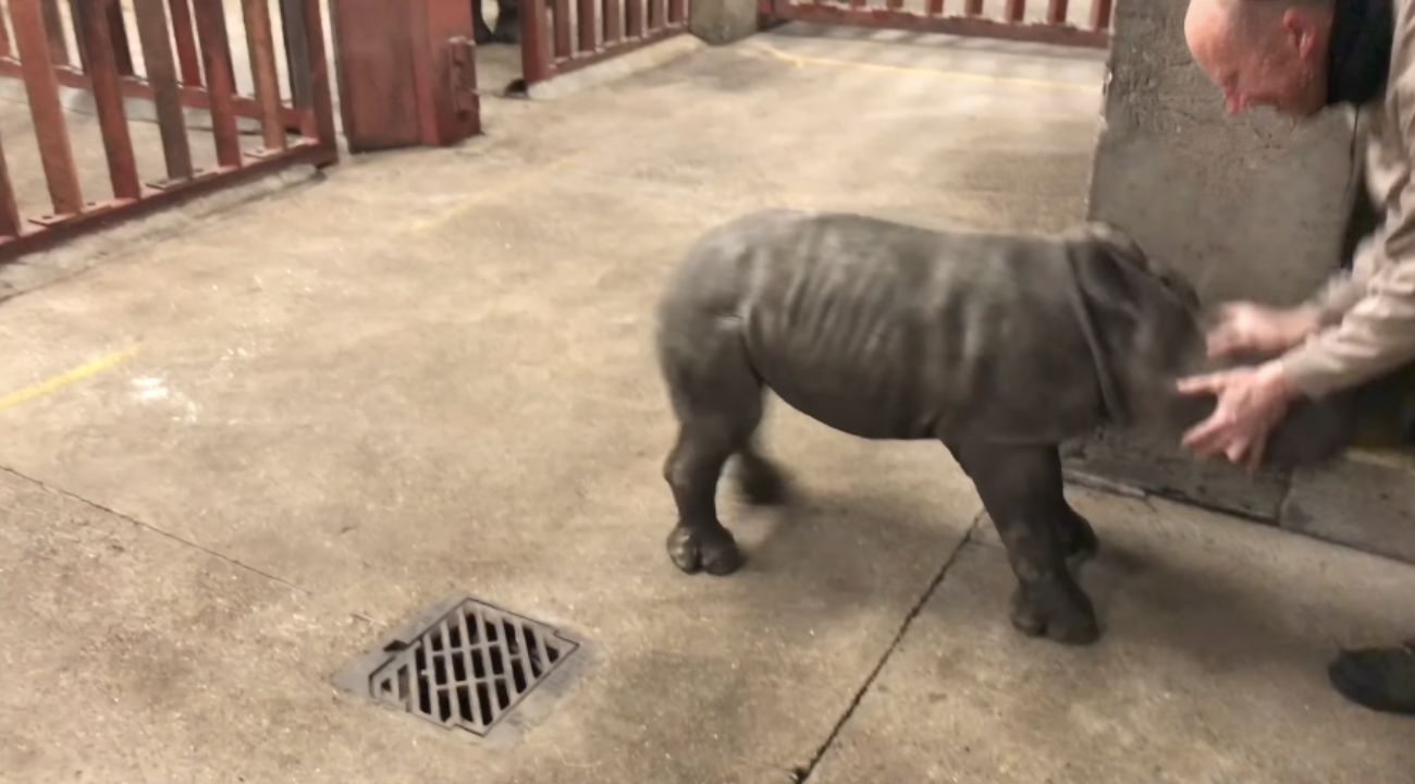 cucciolo-rinoceronte