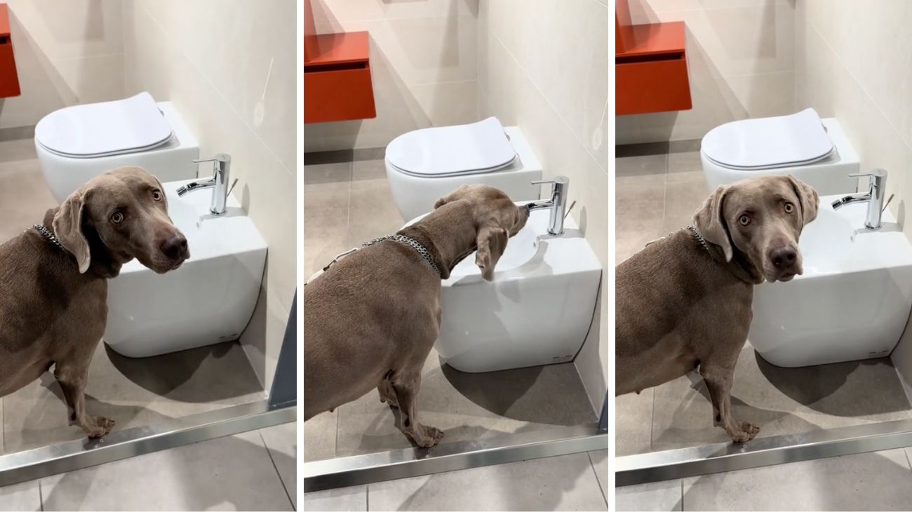 forum-cane-e-solito-bere-dal-bidet-quando-la-padrona-lo-porta-al-negozio-di-sanitari-la-sua-reazione-e-buffissima