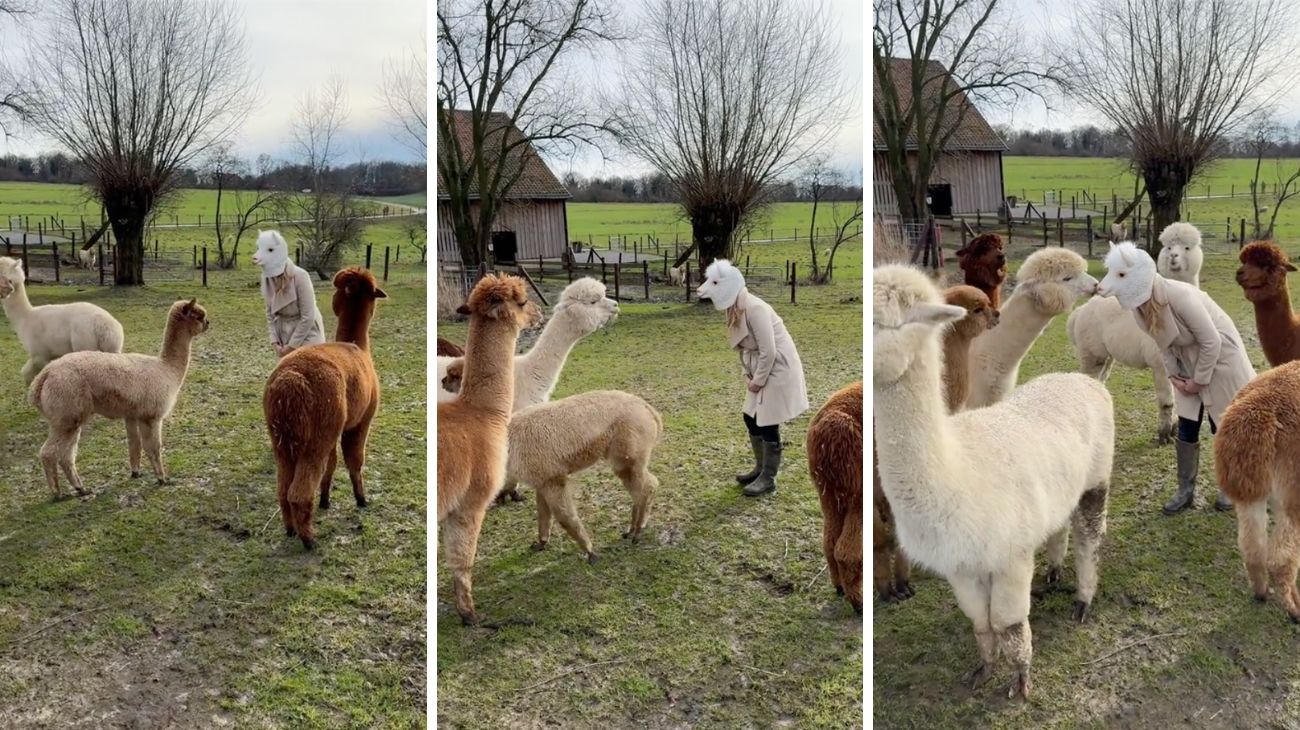 forum-donna-si-maschera-da-alpaca-e-va-in-mezzo-ai-camelidi-la-loro-reazione-e-comica