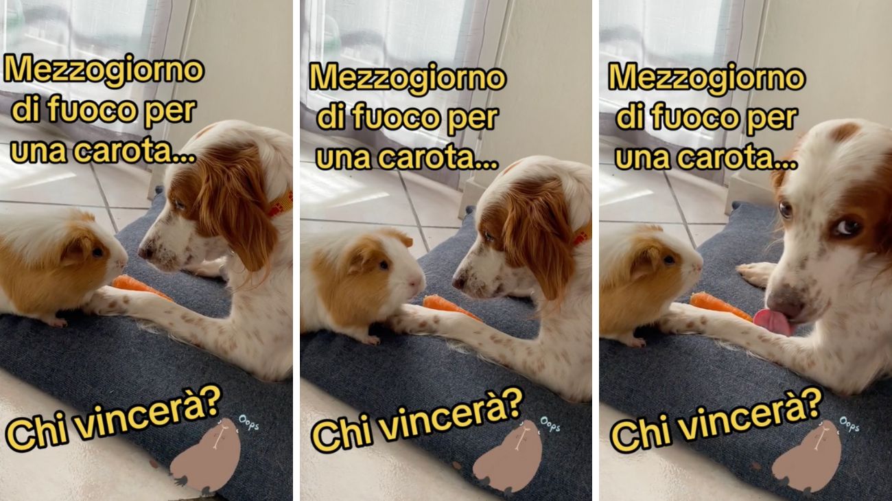 forum-porcellino-dindia-e-cane-si-contendono-una-carota-chi-vince-tra-i-due-e-con-quale-strategia