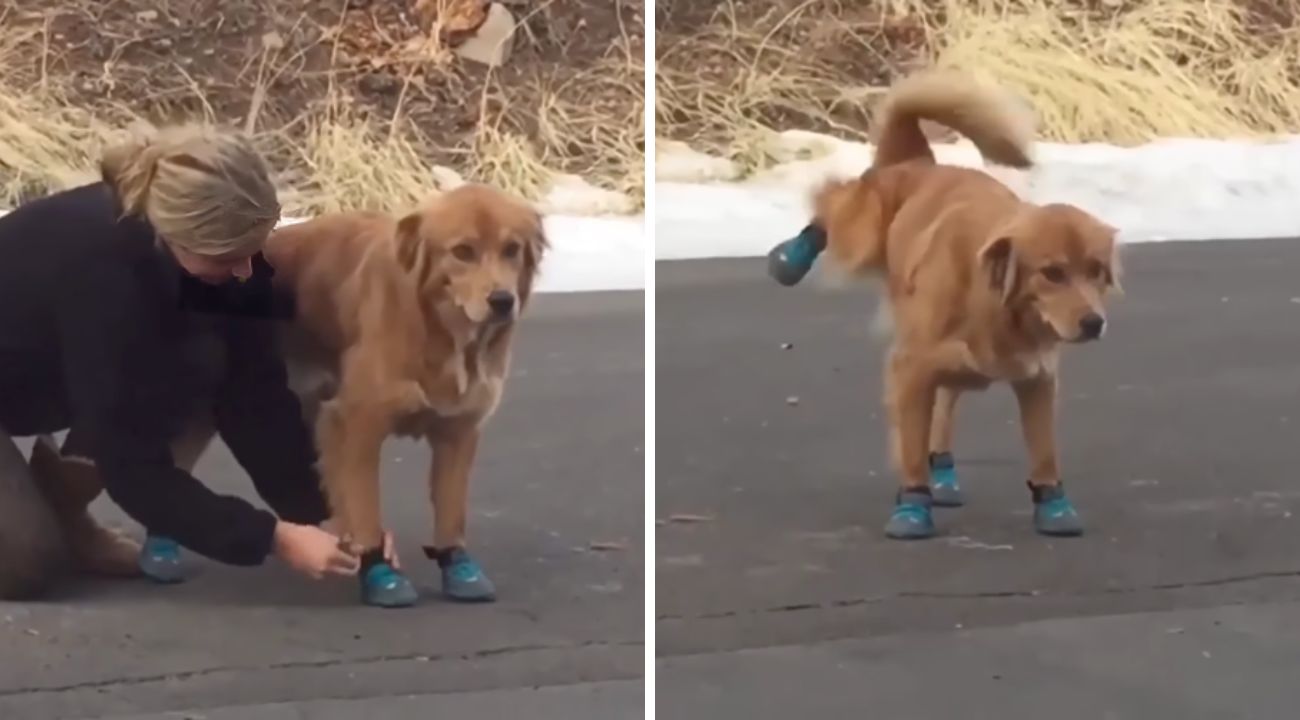 golden-retriever-scarpe