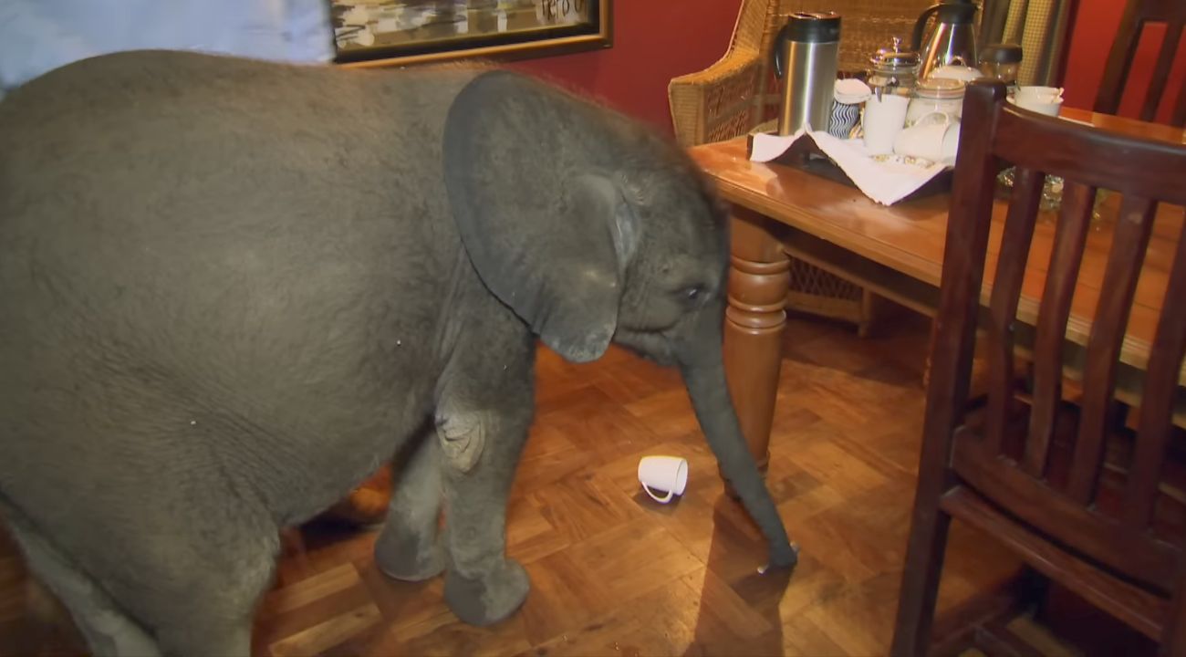 mini-elefante-dentro-casa