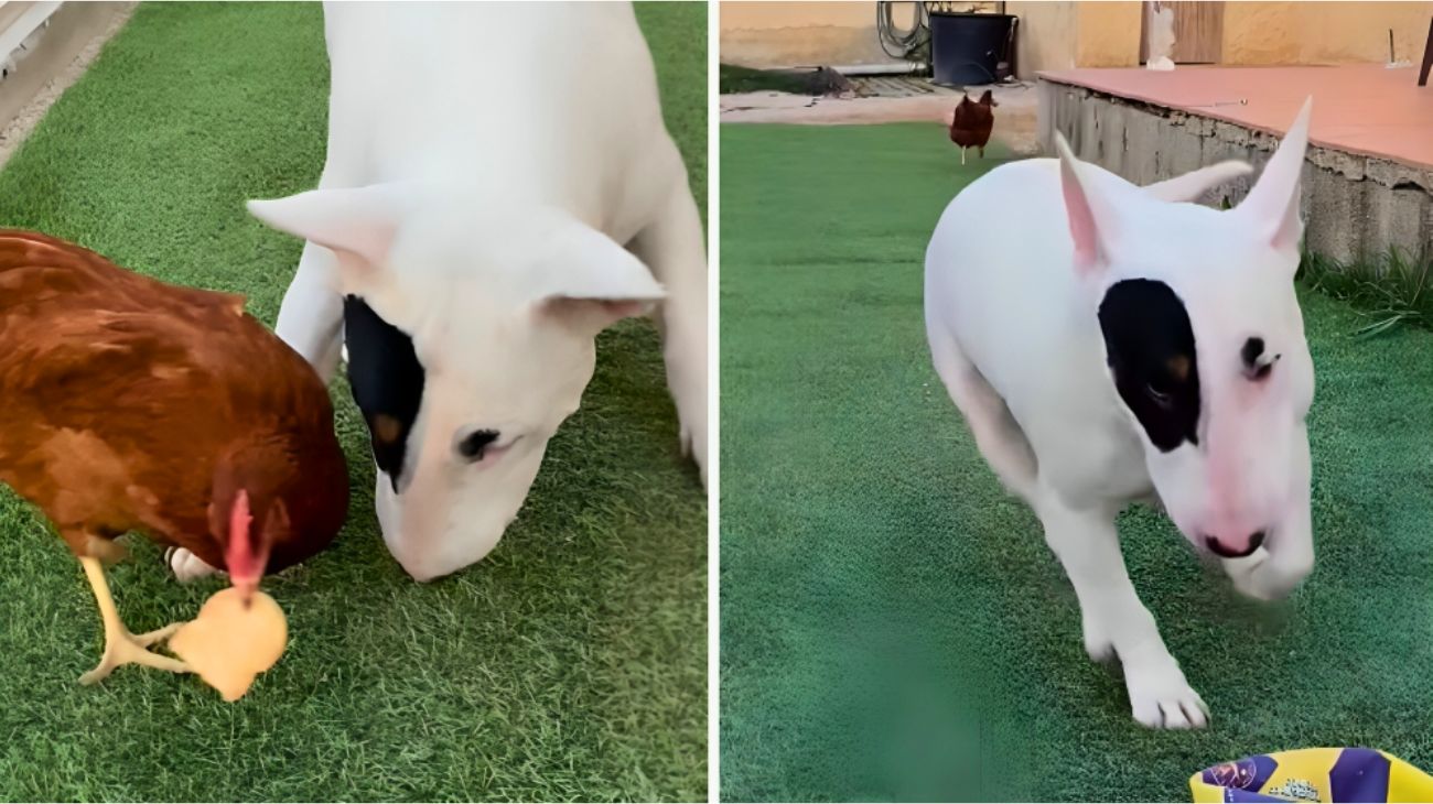 cane-gallina-si-contendono-un-biscotto-bull-terrier