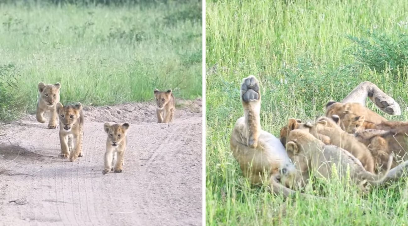 cuccioli-leone-smarriti