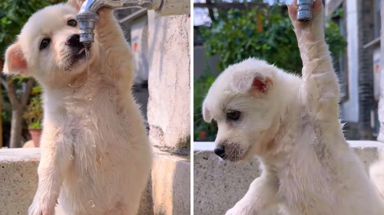 cucciolo-di-cane-dolce-tenero-cosa-fa-beve-acqua-fontana