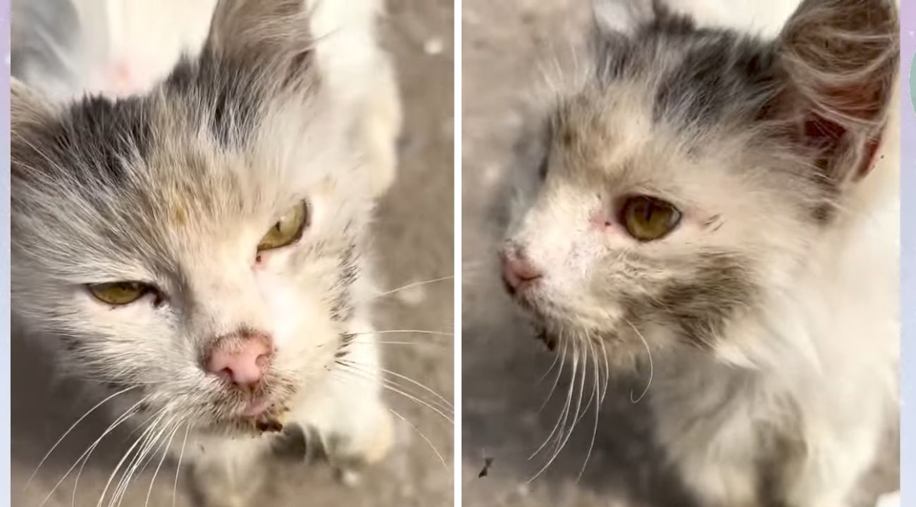 gatto-randagio-pessime-condizioni