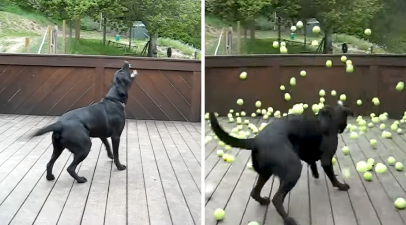 labrador-palline-da-tennis